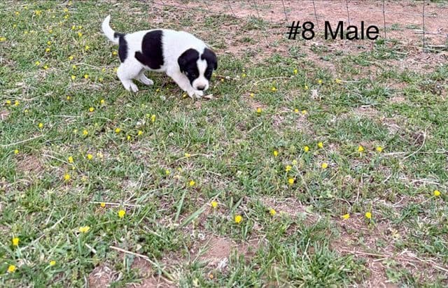 Anatolian Shepherd Dog Puppies media 3