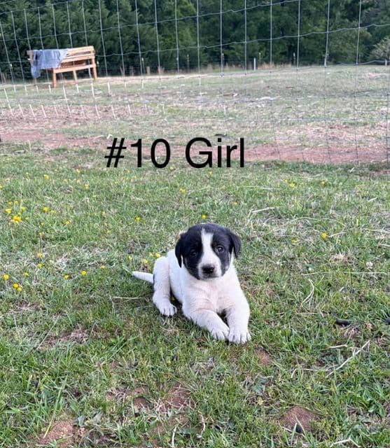 Anatolian Shepherd Dog Puppies media 4