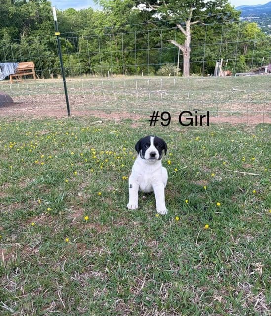 Anatolian Shepherd Dog Puppies media 5