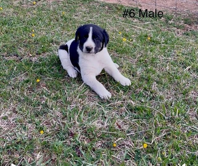 Anatolian Shepherd Dog Puppies media 6