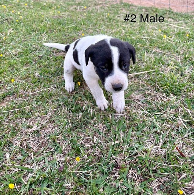 Anatolian Shepherd Dog Puppies media 7