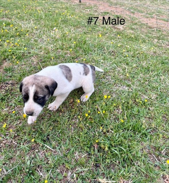 Anatolian Shepherd Dog Puppies media 8