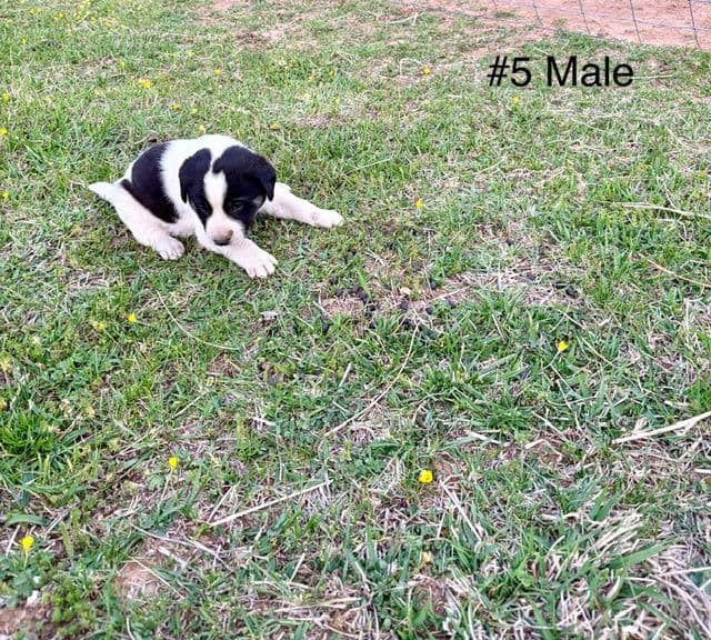 Anatolian Shepherd Dog Puppies media 9