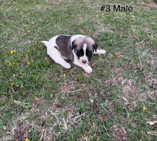 Anatolian Shepherd Dog Puppies media 10
