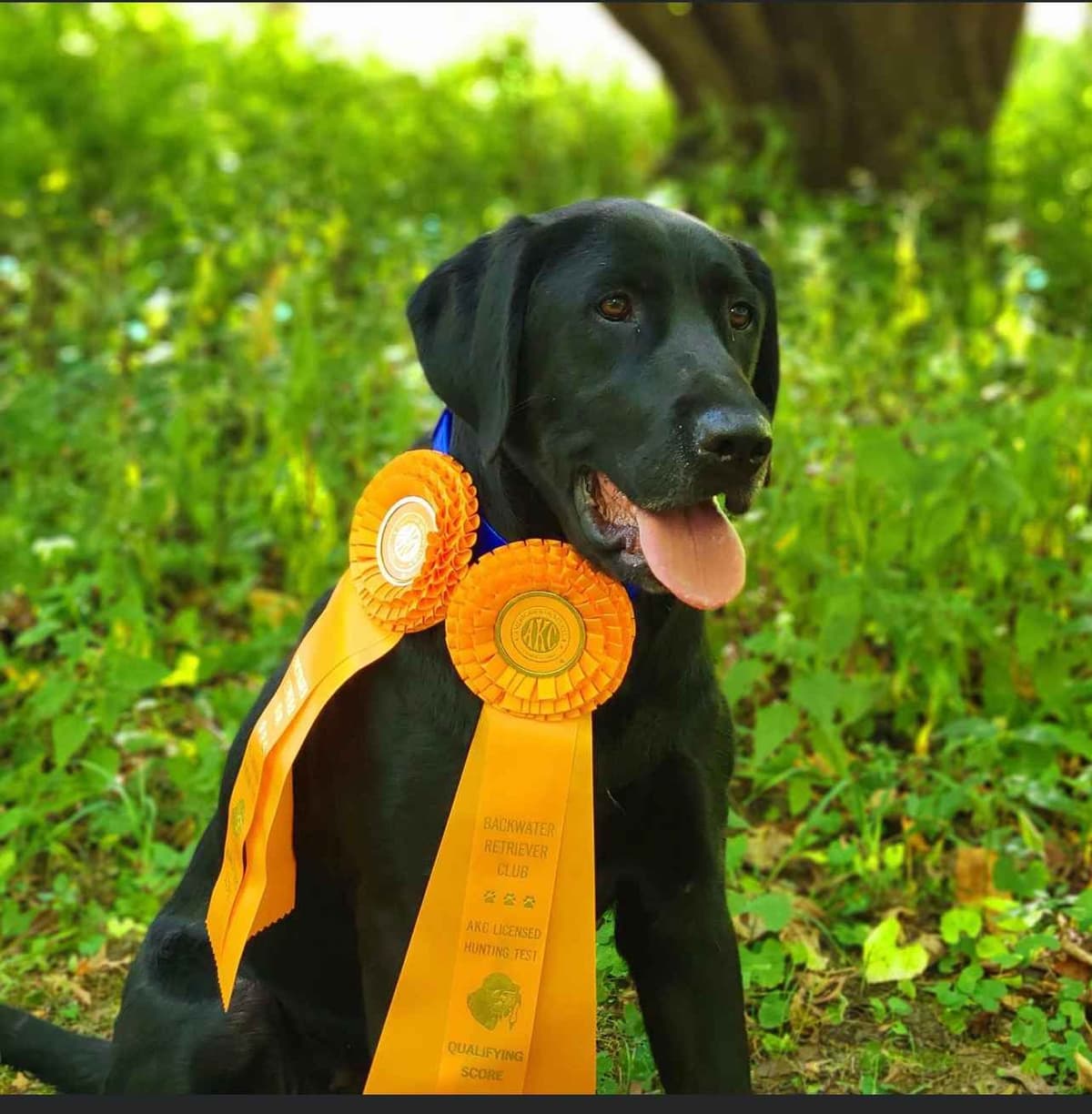 Labrador Retriever Puppies breeder image 3