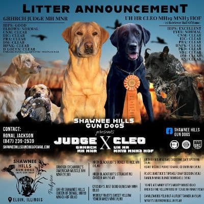 Labrador Retriever Puppies breeder image 6