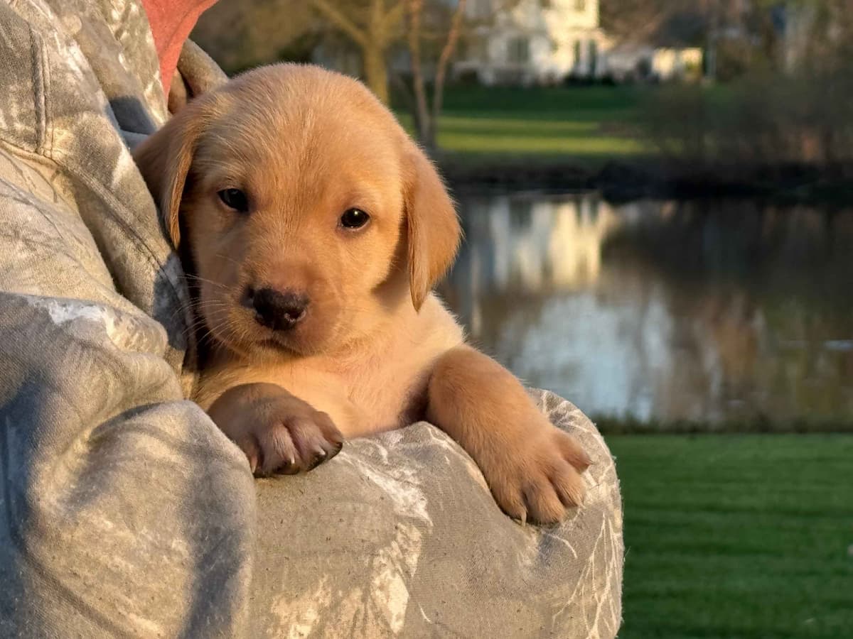Labrador Retriever Puppies breeder image 8