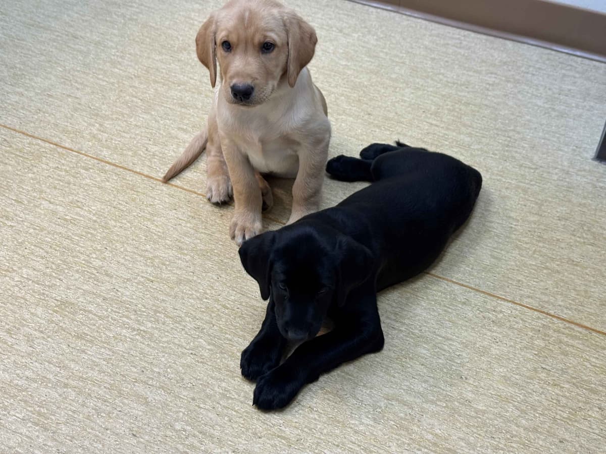 Labrador Retriever Puppies breeder image 9