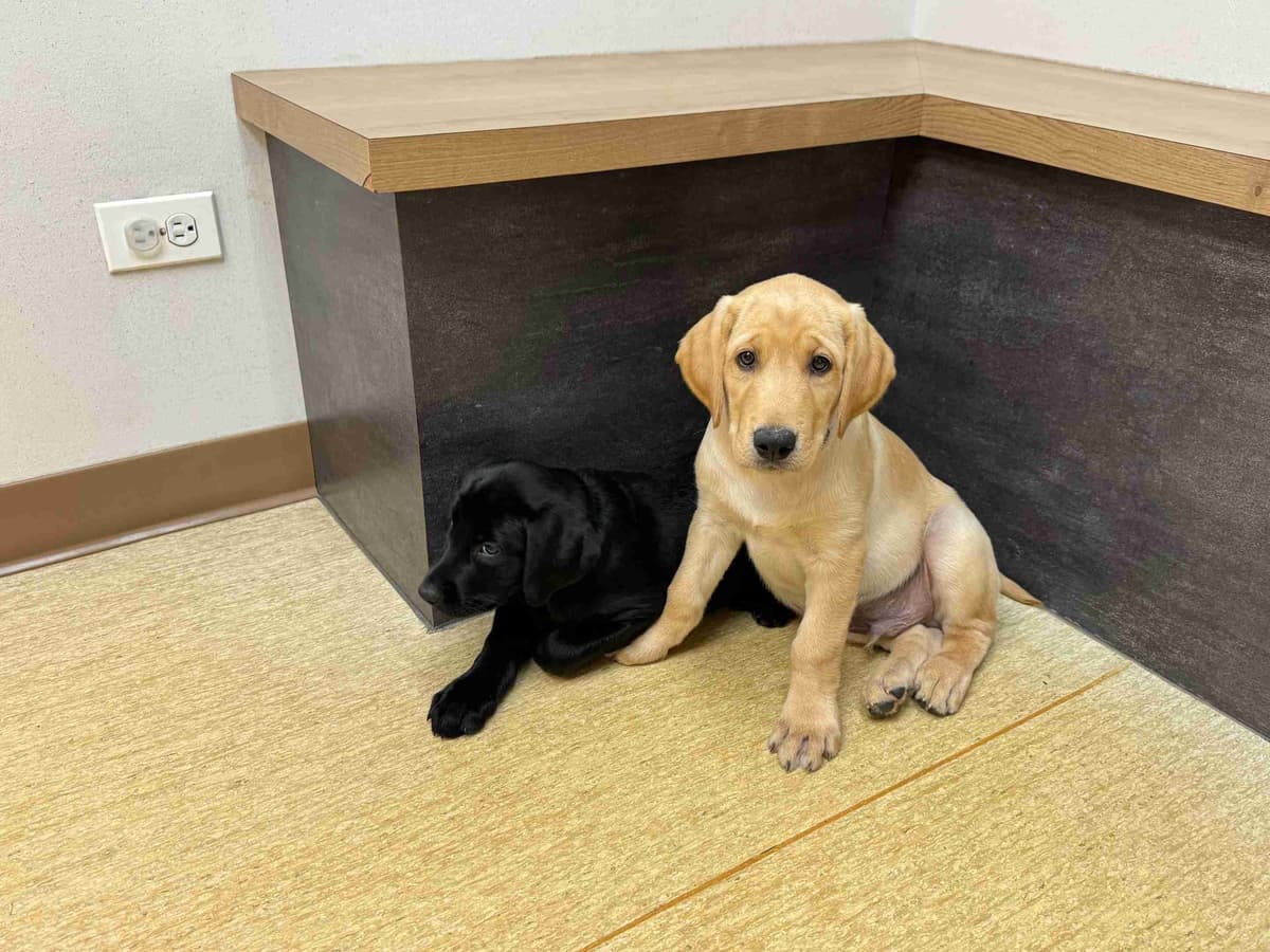 Labrador Retriever Puppies breeder image 12
