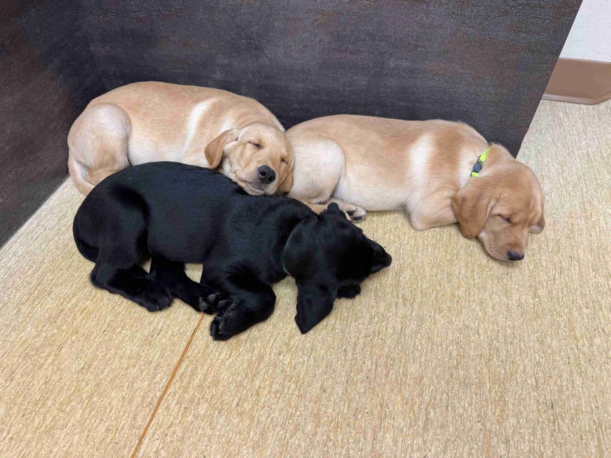 Labrador Retriever Puppies breeder image 14