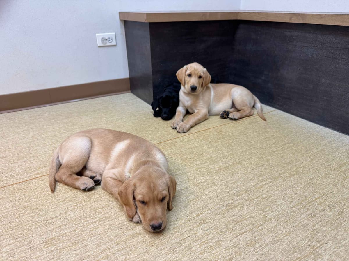 Labrador Retriever Puppies breeder image 13