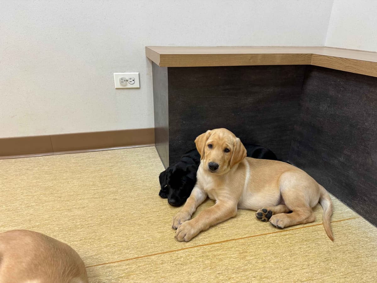 Labrador Retriever Puppies breeder image 15