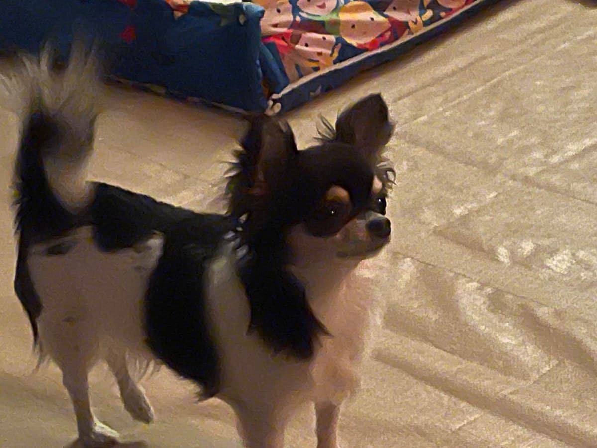 AKC Chihuahua Puppies Long and Smooth breeder image 1