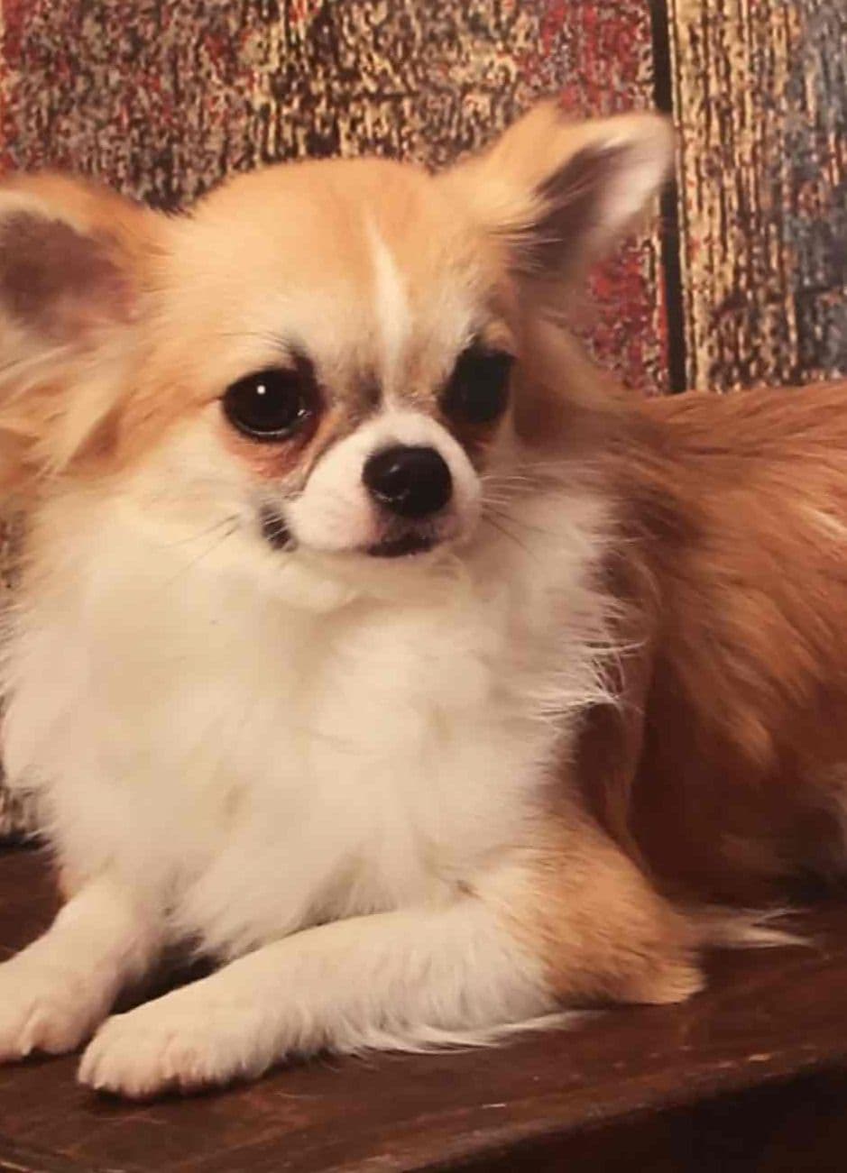 AKC Chihuahua Puppies Long and Smooth breeder image 4