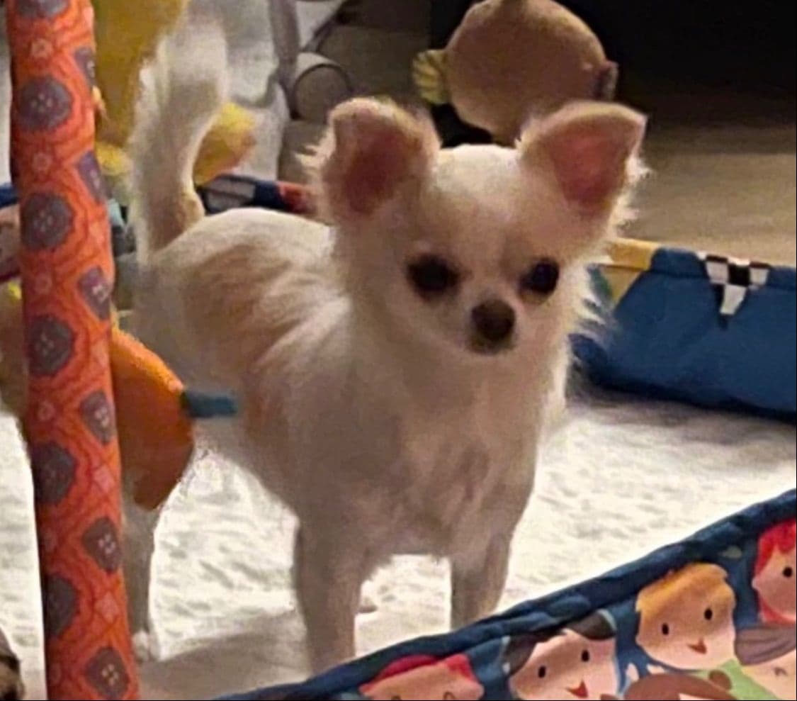 AKC Chihuahua Puppies Long and Smooth breeder image 6