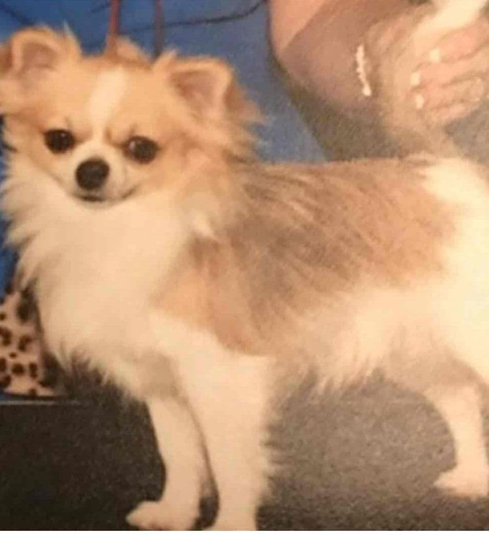 AKC Chihuahua Puppies Long and Smooth breeder image 7