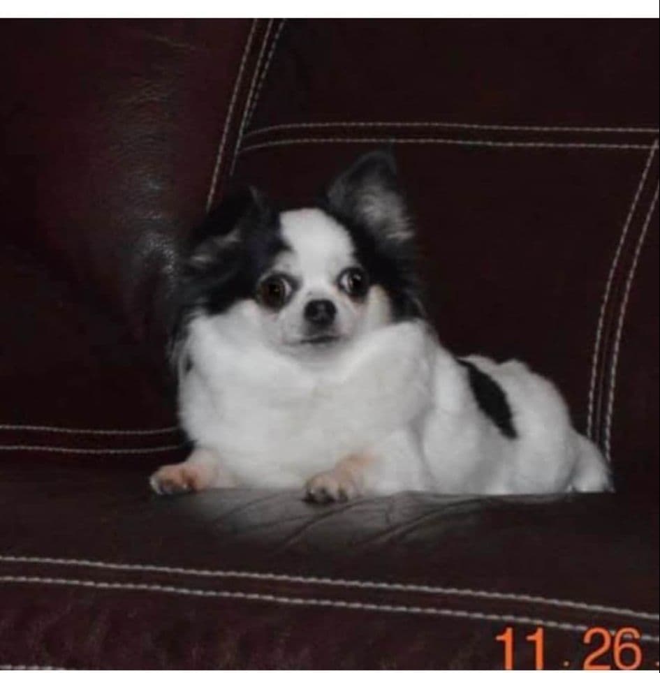AKC Chihuahua Puppies Long and Smooth breeder image 9