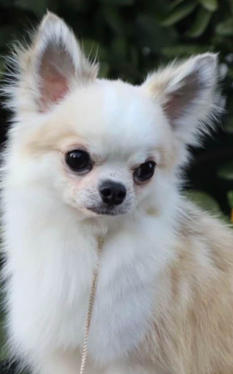 AKC Chihuahua Puppies Long and Smooth breeder image 10