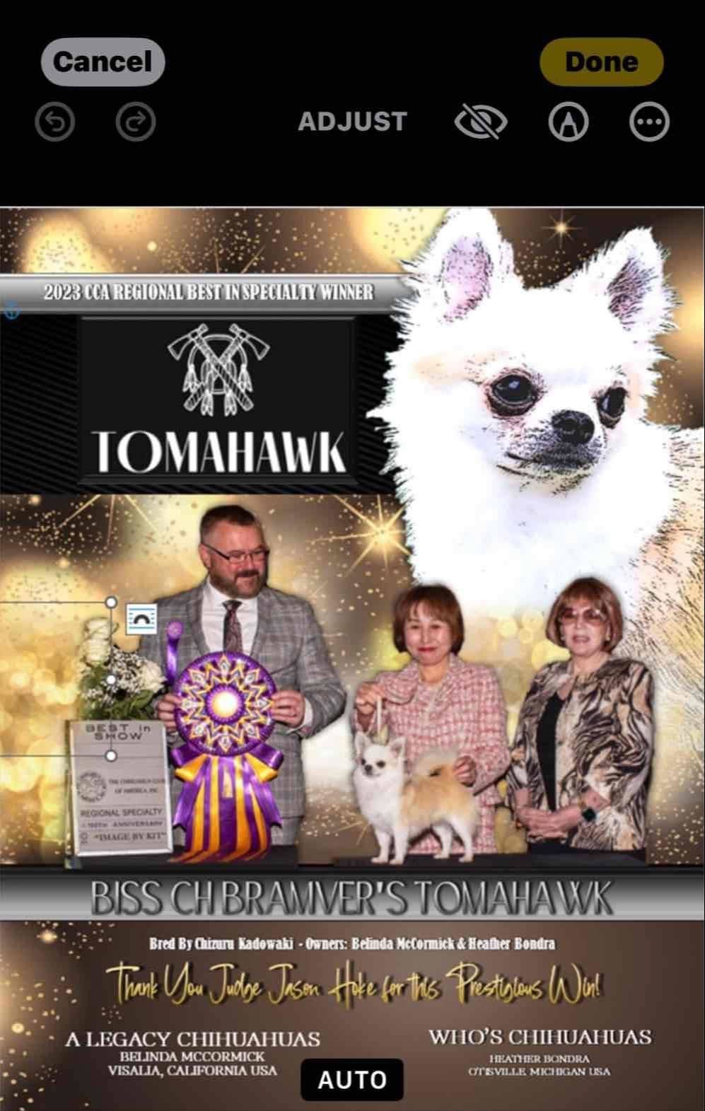 AKC Chihuahua Puppies Long and Smooth breeder image 11