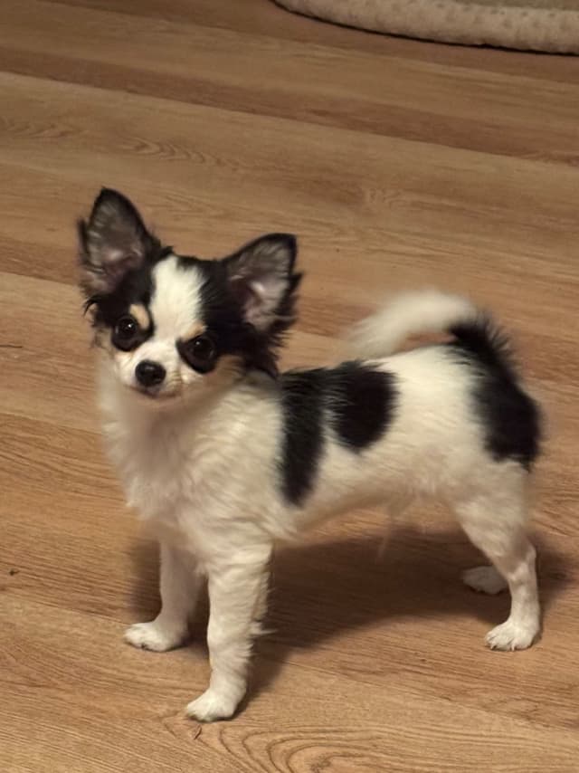 AKC Chihuahua Puppies Long and Smooth media 2