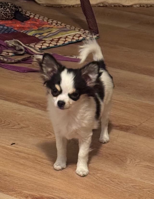 AKC Chihuahua Puppies Long and Smooth media 3