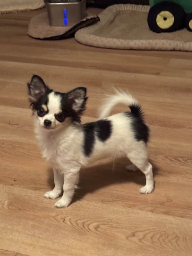 AKC Chihuahua Puppies Long and Smooth media 4