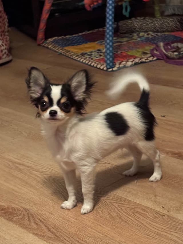 AKC Chihuahua Puppies Long and Smooth media 5