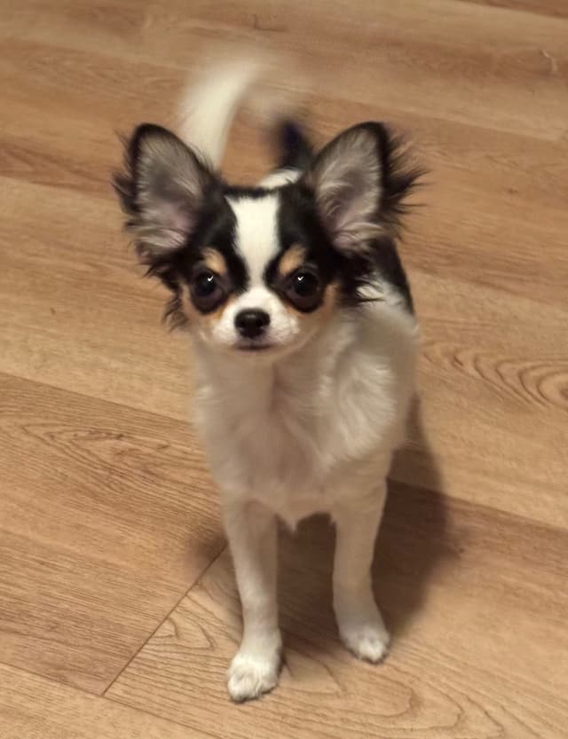 AKC Chihuahua Puppies Long and Smooth media 6