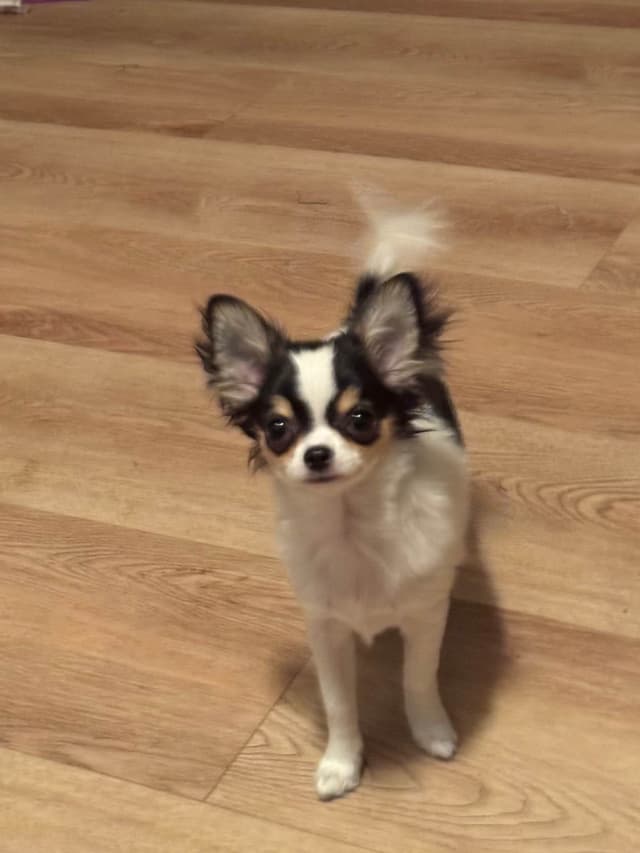 AKC Chihuahua Puppies Long and Smooth media 7