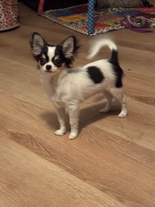 AKC Chihuahua Puppies Long and Smooth media 8