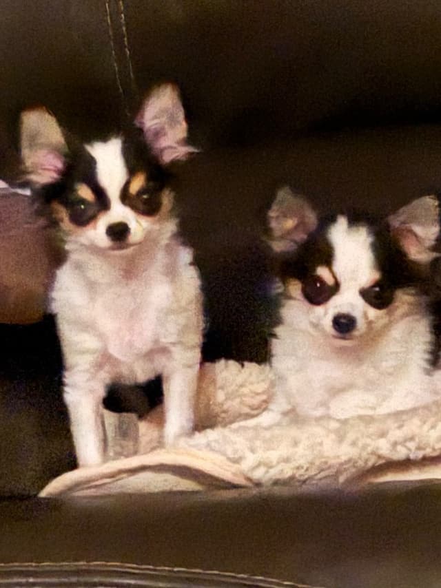 AKC Chihuahua Puppies Long and Smooth media 9