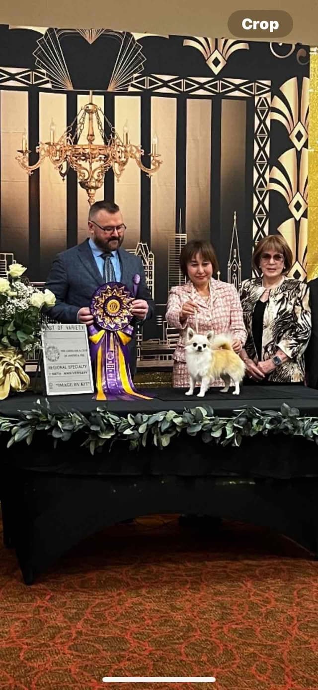 AKC Chihuahua Puppies Long and Smooth media 10