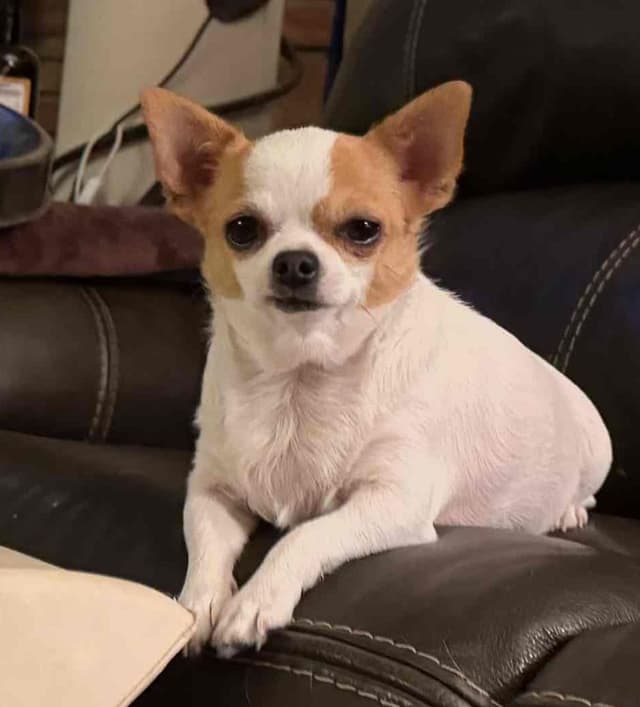 AKC Chihuahua Puppies Long and Smooth media 11