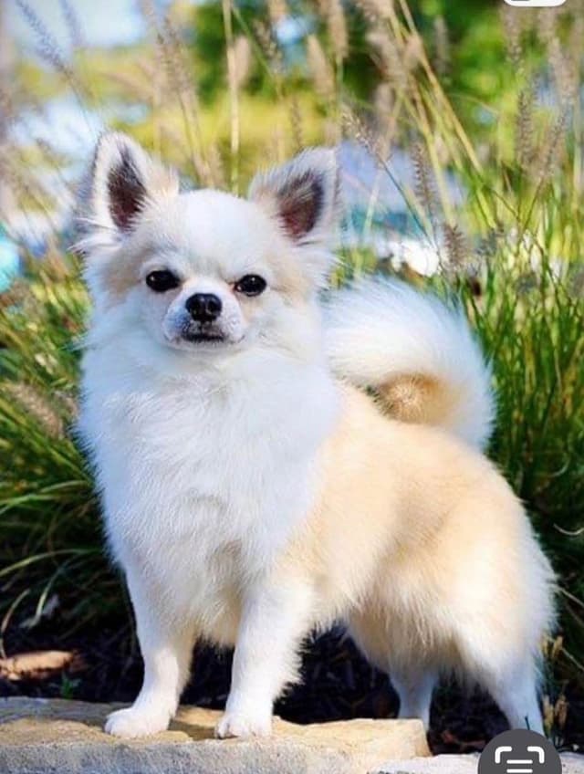 AKC Chihuahua Puppies Long and Smooth media 13