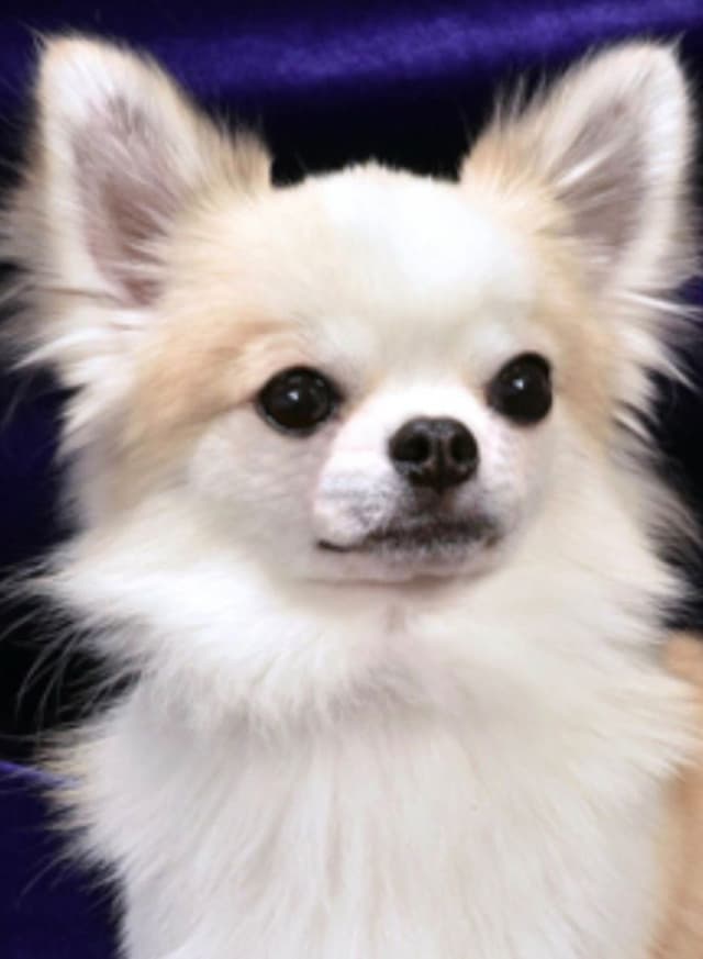 AKC Chihuahua Puppies Long and Smooth media 14
