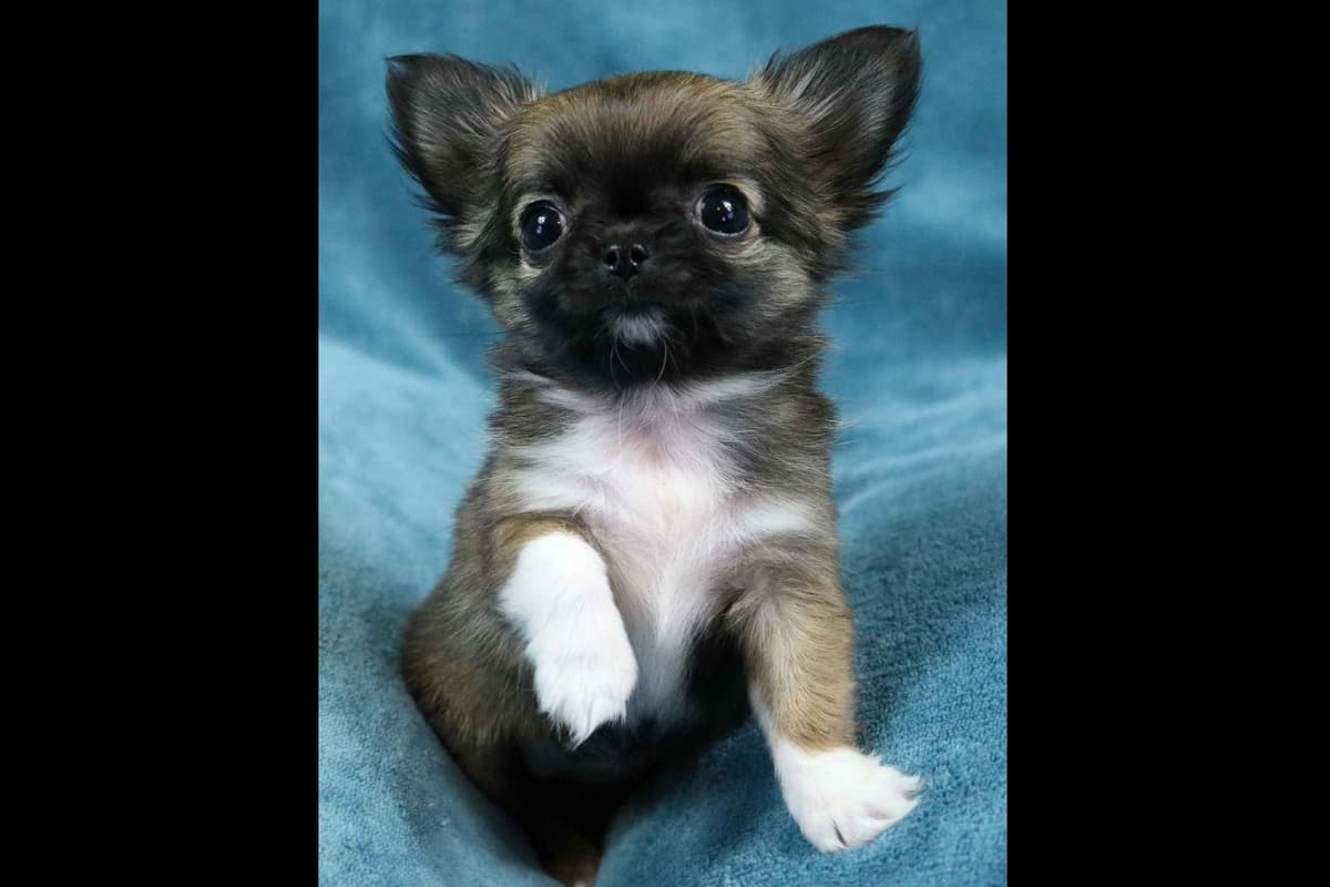 Chimney Mountain Chihuahua Puppies breeder image 1