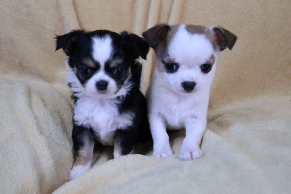 Chimney Mountain Chihuahua Puppies breeder image 2