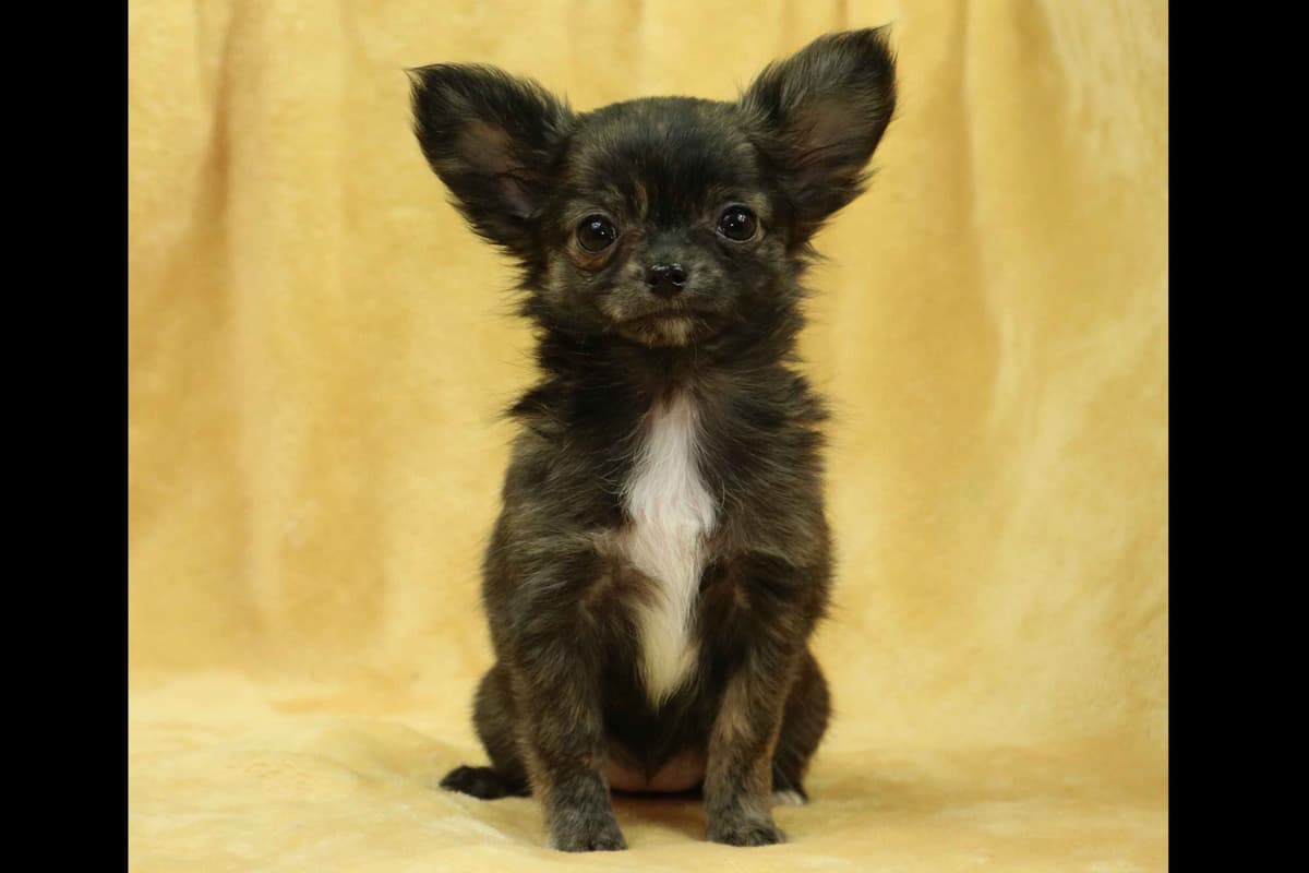 Chimney Mountain Chihuahua Puppies breeder image 4