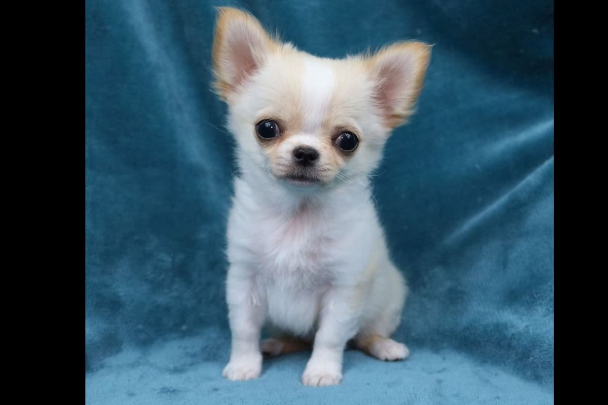 Chimney Mountain Chihuahua Puppies breeder image 6