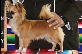 Chimney Mountain Chihuahua Puppies breeder image 8