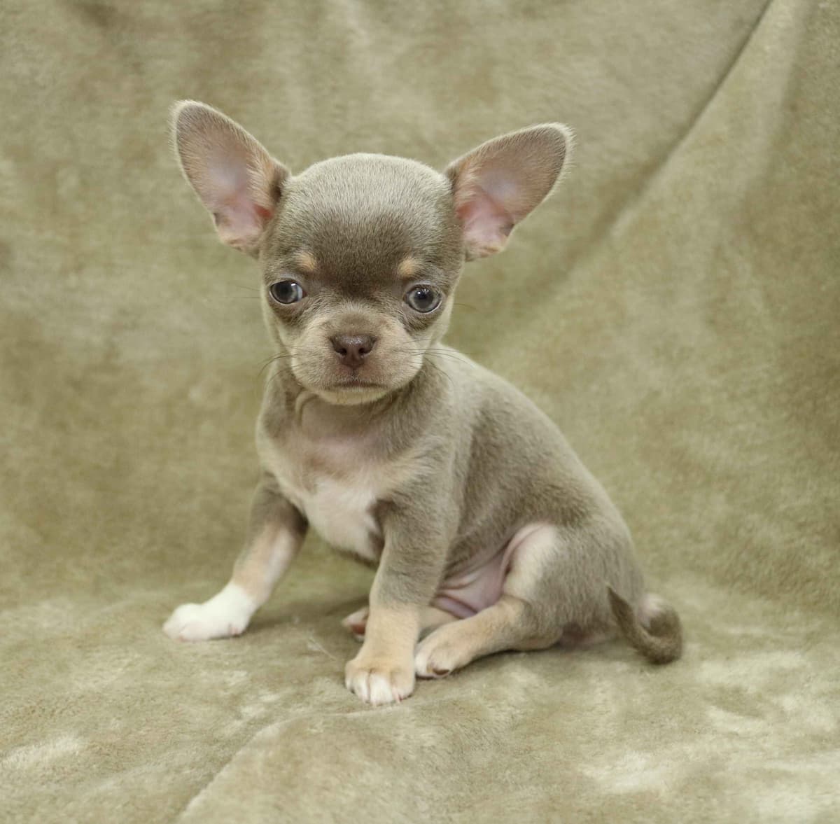 Chimney Mountain Chihuahua Puppies breeder image 7