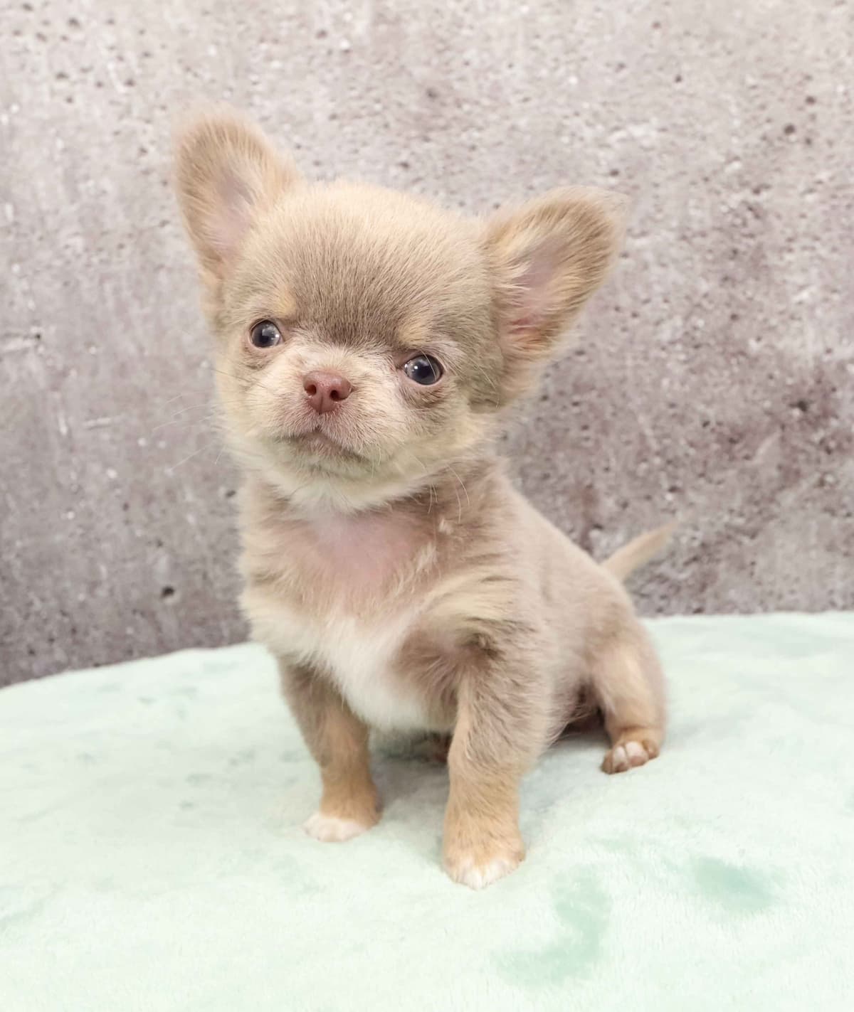 Chimney Mountain Chihuahua Puppies breeder image 5