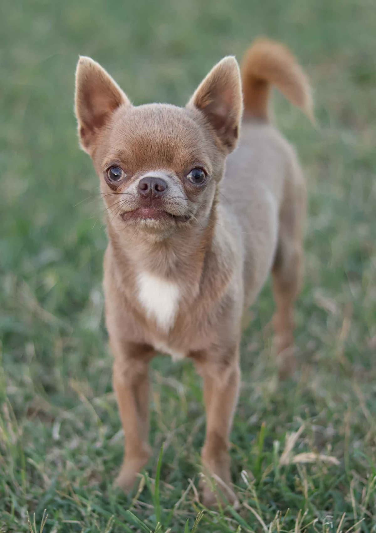 Chimney Mountain Chihuahua Puppies breeder image 11