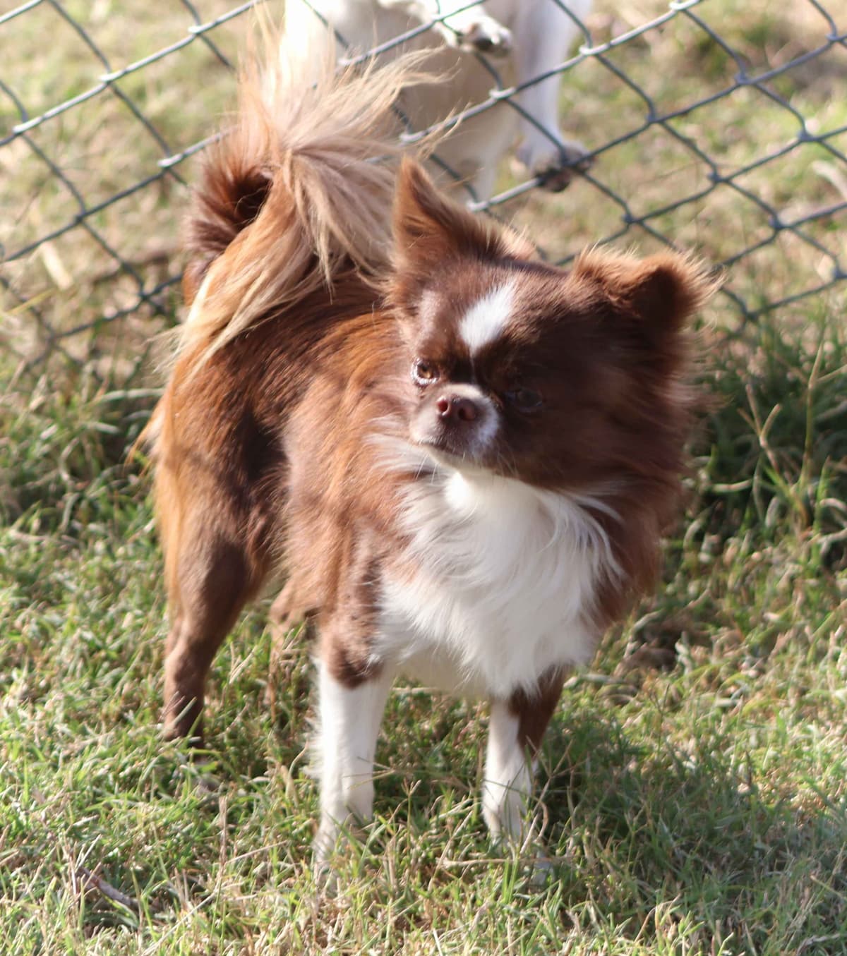 Chimney Mountain Chihuahua Puppies breeder image 12