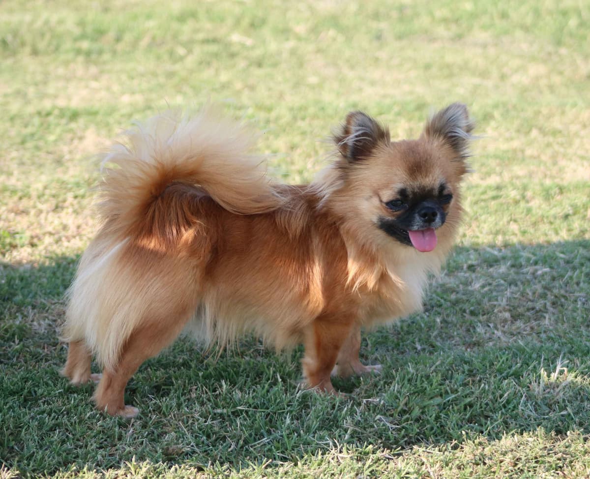 Chimney Mountain Chihuahua Puppies breeder image 13