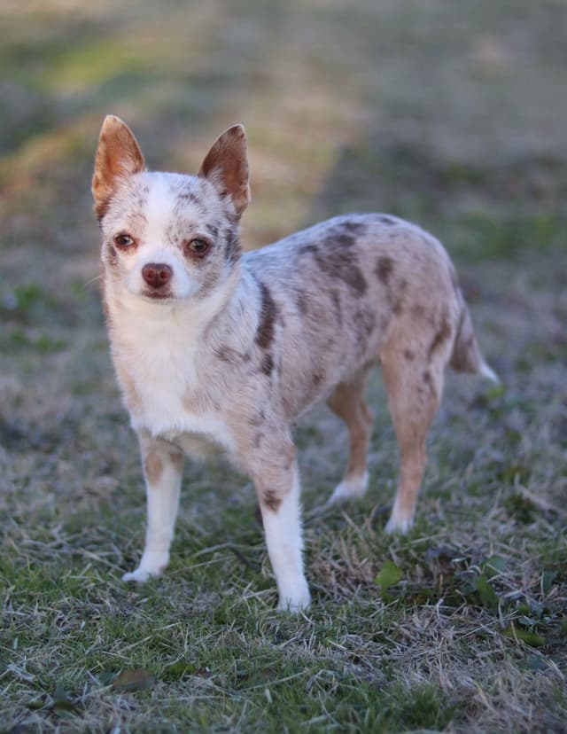 Chimney Mountain Chihuahua Puppies media 2