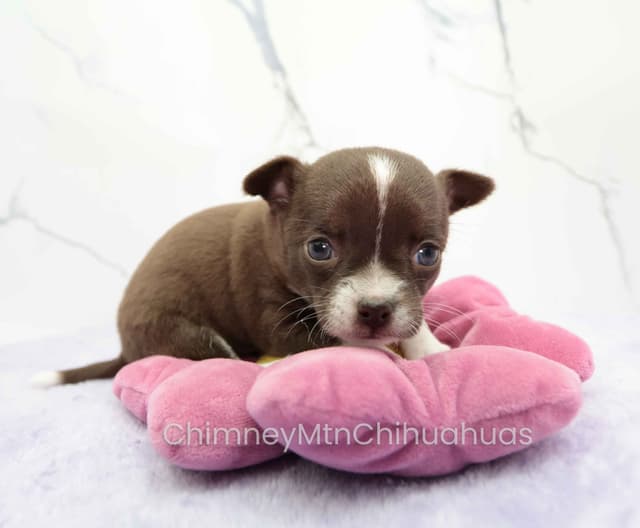 Chimney Mountain Chihuahua Puppies media 3