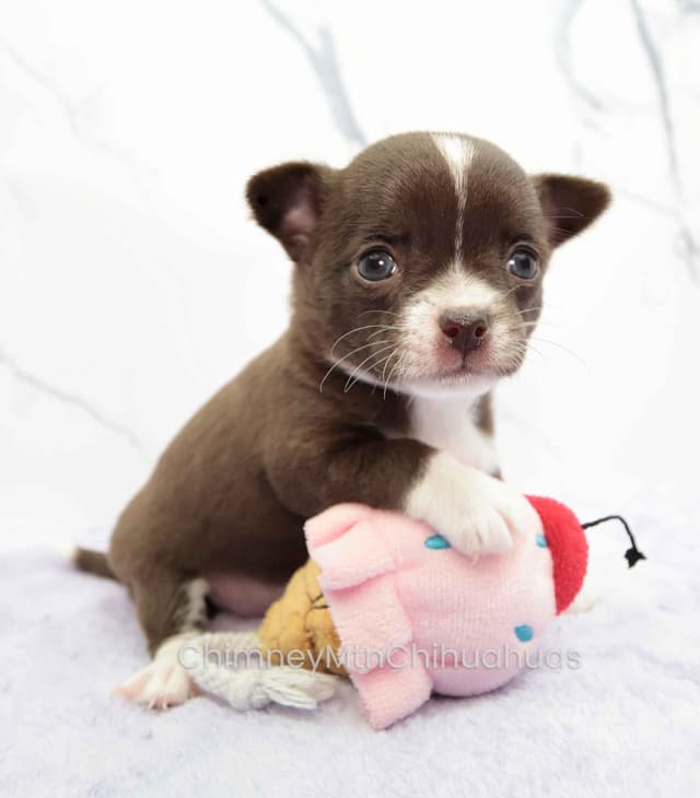 Chimney Mountain Chihuahua Puppies media 4