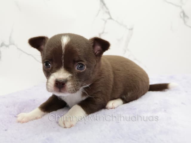 Chimney Mountain Chihuahua Puppies media 5