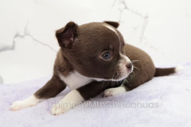 Chimney Mountain Chihuahua Puppies media 6